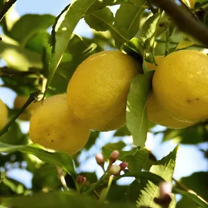 Il Giardino Di Gabri Rzym